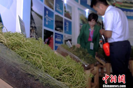 图为展示的人工培育的草毯。 张添福 摄