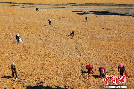 资料图:玉米收获场景。 王将 摄