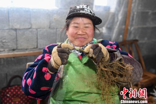 50岁的村民熊宝宝正在进行苗木嫁接。 杨华峰 摄 50岁的村民熊宝宝正在进行苗木嫁接。 杨华峰 摄