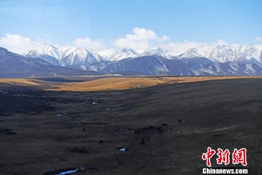 2018年10月16日,祁連山下的山丹軍馬場現“雪域秋景圖”。秋天馬場草原上牦牛、馬匹和祁連山的雪色互相映襯出別樣美景。(資料圖) 楊艷敏 攝