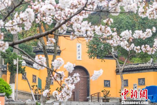 南京鸡鸣寺景区的“粉色浪漫”已全面开启。 李新凯 摄