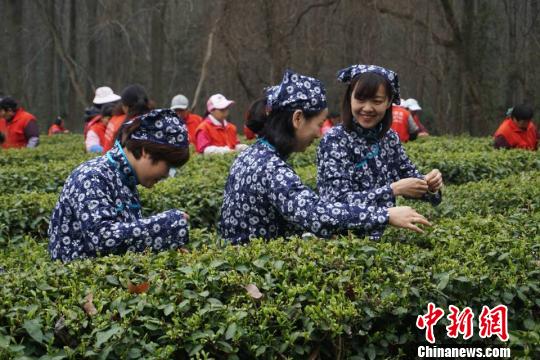 中山陵茶厂周边遍植梅花树,也是茶园的一大特色。 尤星煜 摄