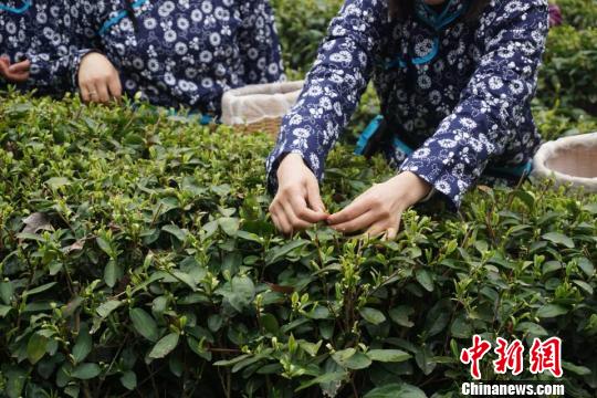 纤纤素手摘新绿。 尤星煜 摄