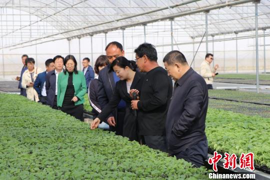 图为农林业领域的专家考察甘肃民勤蜜瓜产业发展。 马爱彬 摄