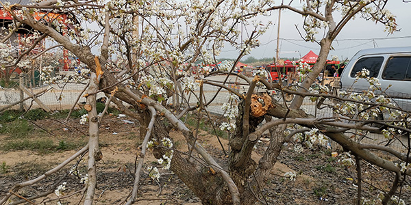  旋风经过的地方，胳膊粗的梨树枝桠被卷断。
