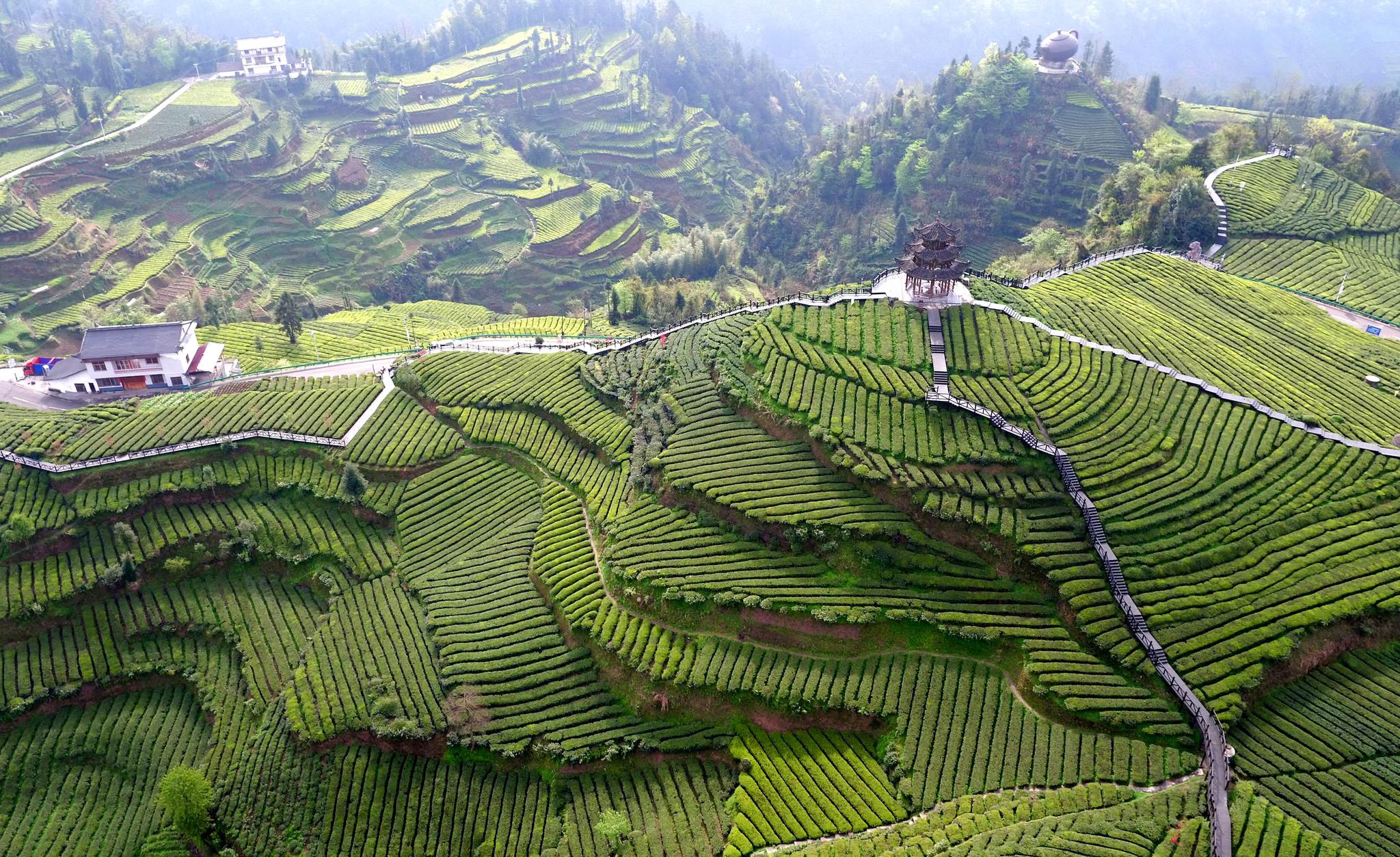 湖北宣恩:春茶生产忙|宣恩县|伍家台|茶叶_新浪新闻