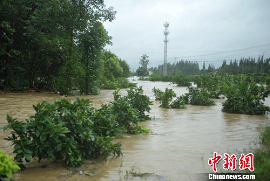 西来镇泡在洪水中的果树。 刘忠俊 摄