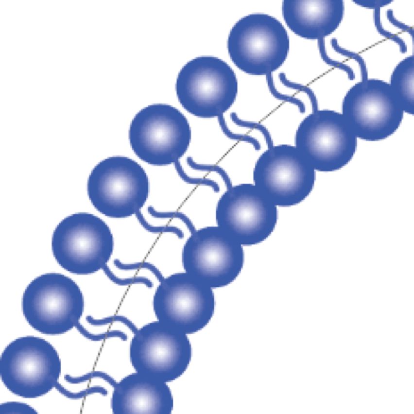 科研绘图:磷脂双分子层基础教学-2圆环状