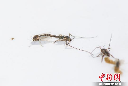 浙江沿海发现海洋昆虫新物种“中华二叉摇蚊”