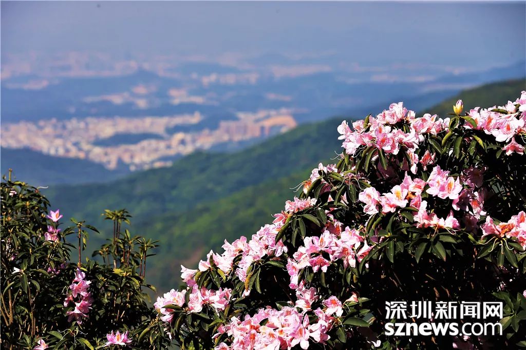 也悄悄盛开了而深圳梧桐山上特有的毛棉杜鹃纷纷刷爆深圳人的朋友圈