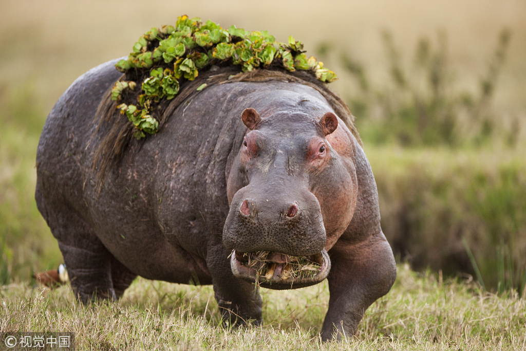 两名六旬中国游客在肯尼亚遭河马袭击 致1死1