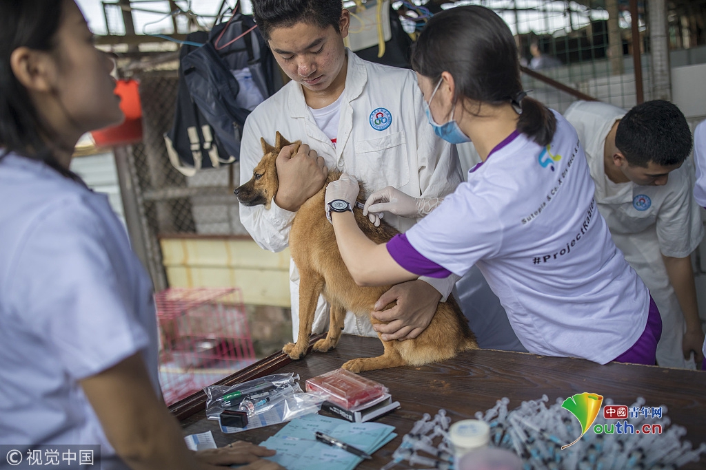 广州一动物医院免费给社区流浪狗打狂犬疫苗