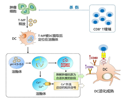 黄波教授团队揭示树突状细胞提呈肿瘤抗原及肿瘤转移新机制