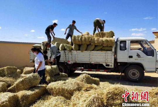图为干旱地区启用应急储备用草。内蒙古农牧业厅供图 内蒙古牧区干旱面积过半 经济损失超10亿元