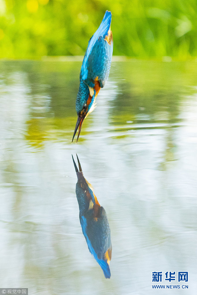 小清新!高颜值翠鸟抓鱼扰乱一池春水
