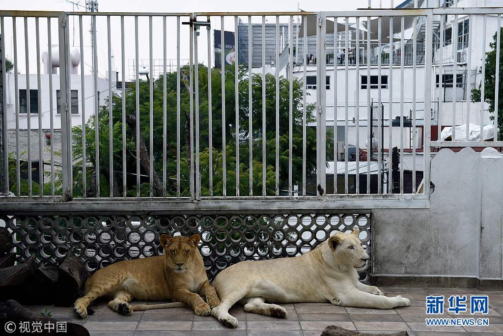 在中国如何养狮子 e8Mn-hkrzyan6743297.jpg