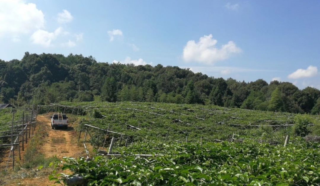 夏天晒黑不用哭!维C含量=18个橙子,一天一个,