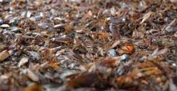 山东这个地方养3亿只蟑螂：每天可吃掉15吨垃圾
