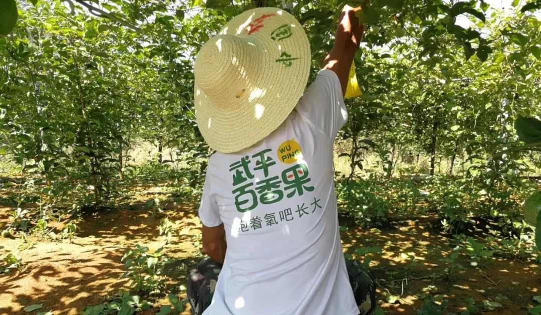 夏天晒黑不用哭!维C含量=18个橙子,一天一个,