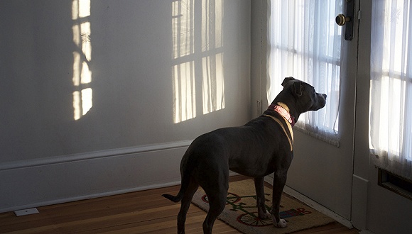 英国大学将建立看门狗系统 严查学术不端行为