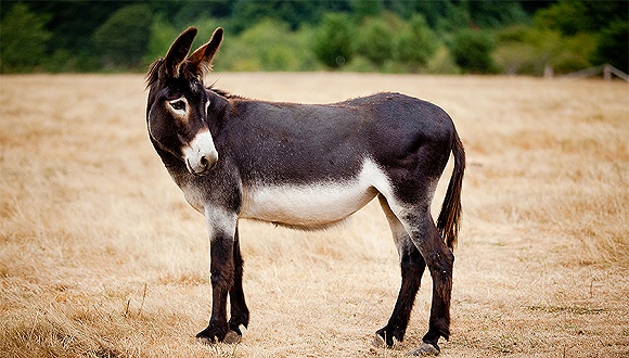 分期乐逾期到底多严重 HYN6-hqqzpku9867633.jpg