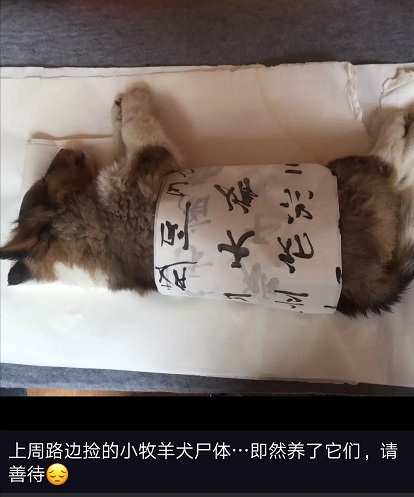 从应女士的朋友圈中可见她经常救助流浪猫狗