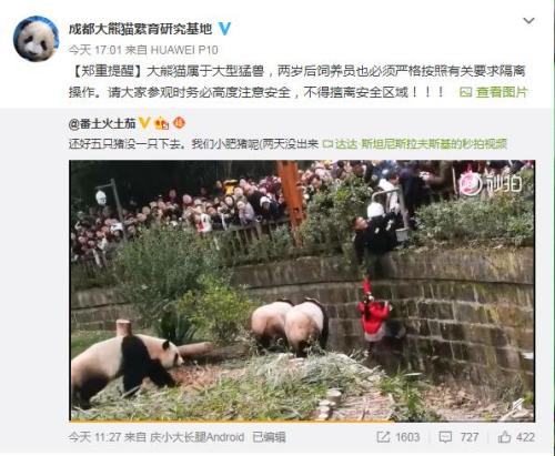 成都大熊猫繁育研究基地微博截图