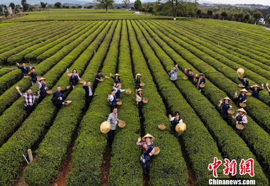 15个国家的海外华文媒体高层齐聚茶园采摘春茶。 杨华峰 摄