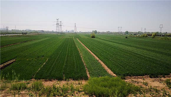 董白村口高架桥上俯瞰麦地。摄影/崔梁凡