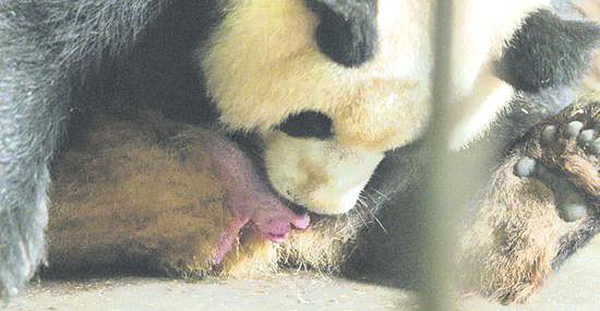 大熊猫幼仔颈部疑被妈妈划伤 缝九针取名“润九”