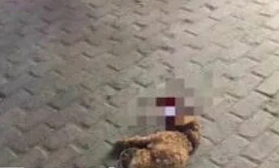 ▲小狗被摔死时（虽有马赛克，但胆小勿视）。图片来源：江苏电视台“南京零距离”。