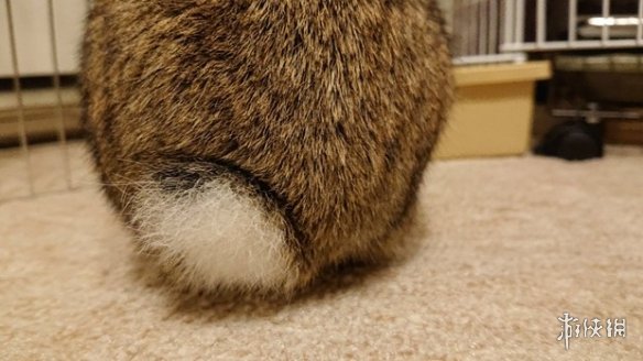 日本网友的兔子屁股摄影展!这么可爱又毛绒绒的屁股想捏吗?