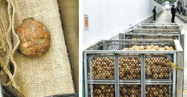 資料圖:混入馬鈴薯中的手榴彈 (香港《明報》)