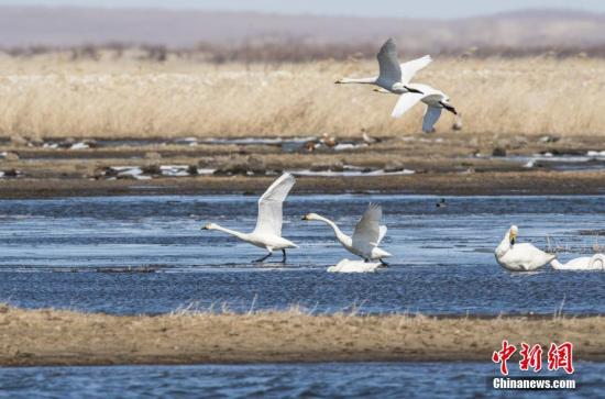 资料图:内蒙古迎来大量天鹅。。<a target='_blank' href='http://www.chinanews.com/'>中新社</a>记者 武军 摄