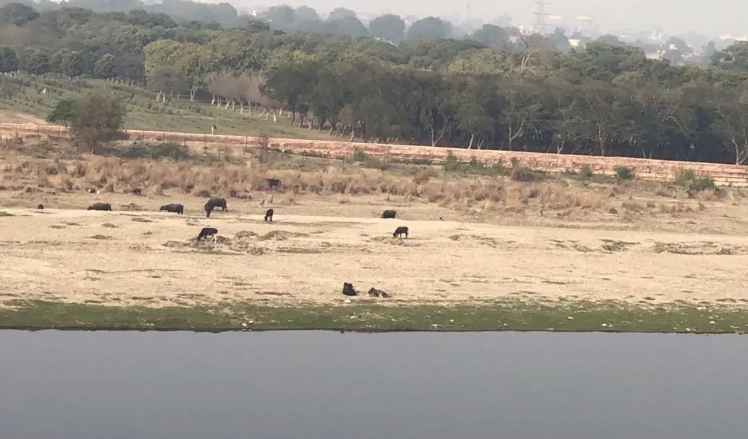 不同的阶层 不同的蛋白质!春节吃的肉决定了你