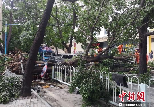 廣州市回龍路,數人合抱粗的大樹橫倒。 沈釗 攝