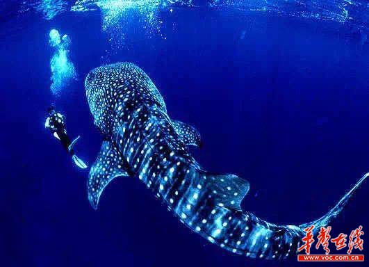 下月起，长沙可直飞菲律宾巴拉望与宿务