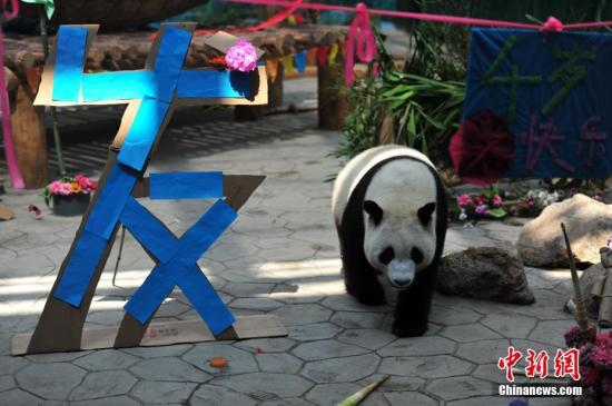 资料图:大熊猫。 中新社记者 于海洋 摄