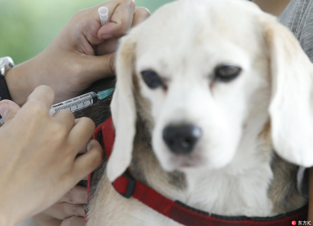 人大代表提议:应让家养宠物强制接种狂犬病疫苗