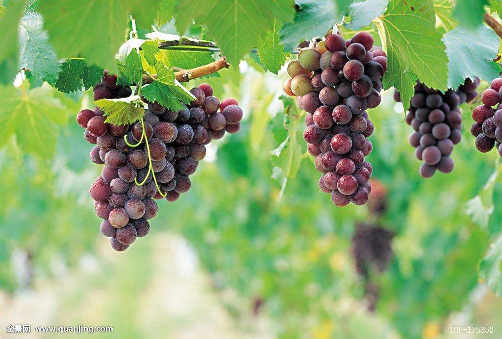 山泉觅清凉,隐匿在大山深处的最美齐长城百果园