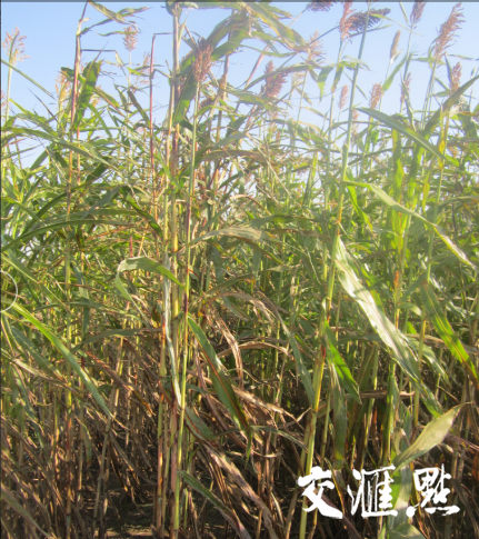 盐碱地种高粱?江苏高校开发饲草新品种解决沿