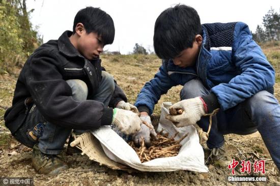 资料图:农村中学生假期跟随父母上山劳动。图片来源:视觉中国