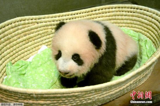 大熊猫香香人气高涨 日本动物园入园人数破400万