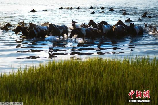 资料图：当地时间2017年7月26日，美国弗吉尼亚东海滨举办年度钦科蒂格野马游泳节，上百匹野马同时横跨亚萨提格海峡（Assateague channel）景象壮观。