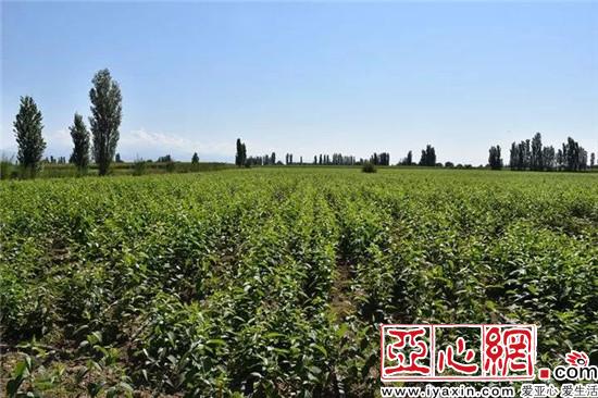 新疆霍尔果斯市:种植杜仲 助力村民脱贫增收