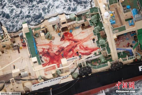 日本退群操捕鲸旧业 血腥《海豚湾》会重演吗？