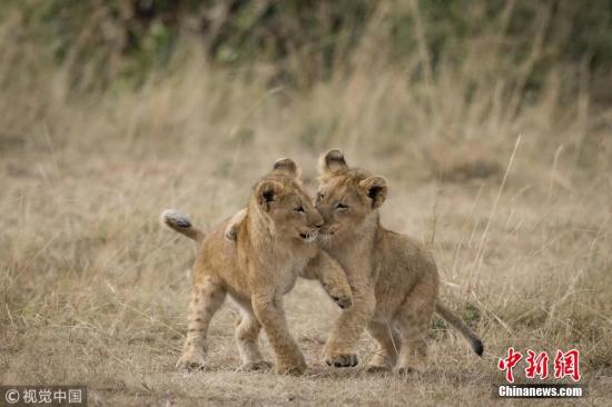 捷克男子家后院养两只狮子当宠物 不幸丧命狮口