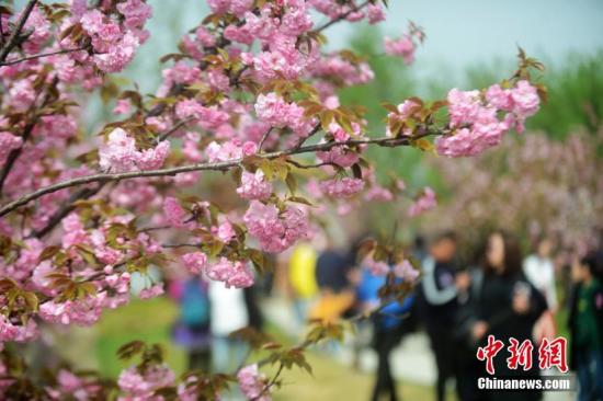 资料图:清明小长假,游客游园. 孟德龙 摄
