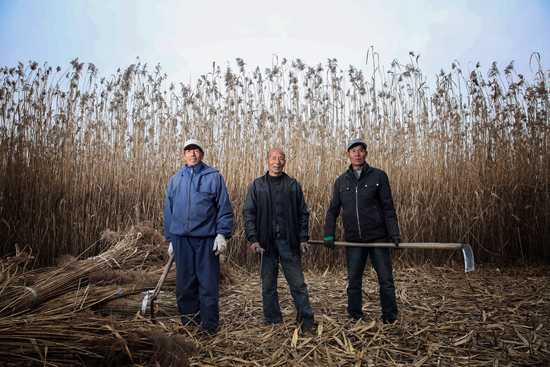 　2017年11月19日，白洋淀的苇农们。近年来，不少苇农进城打工，大片芦苇被遗弃。雄安新区管委会表示，希望社会各界能就白洋淀芦苇综合治理提出建议。