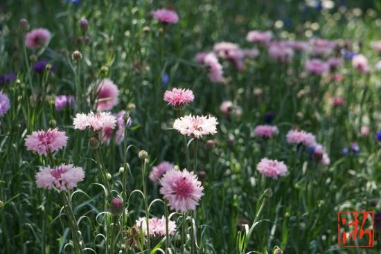 茶色添香快来杭州龙坞花园体验 花漾茶生活